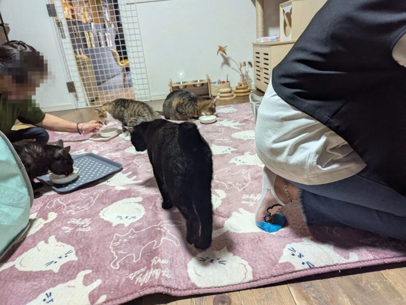 ご飯を探すサマーくん