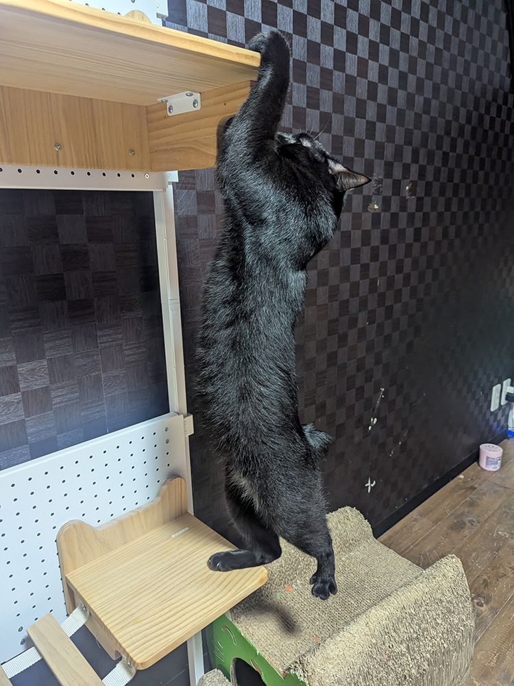 懸垂をするサマーくん