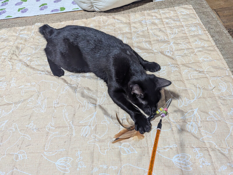 おもちゃで遊ぶサマーくん