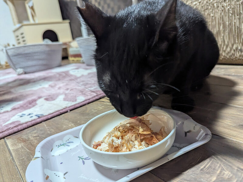 ご飯を食べるサマーくん