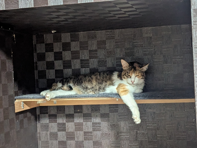 高い棚でくつろぐレミちゃん