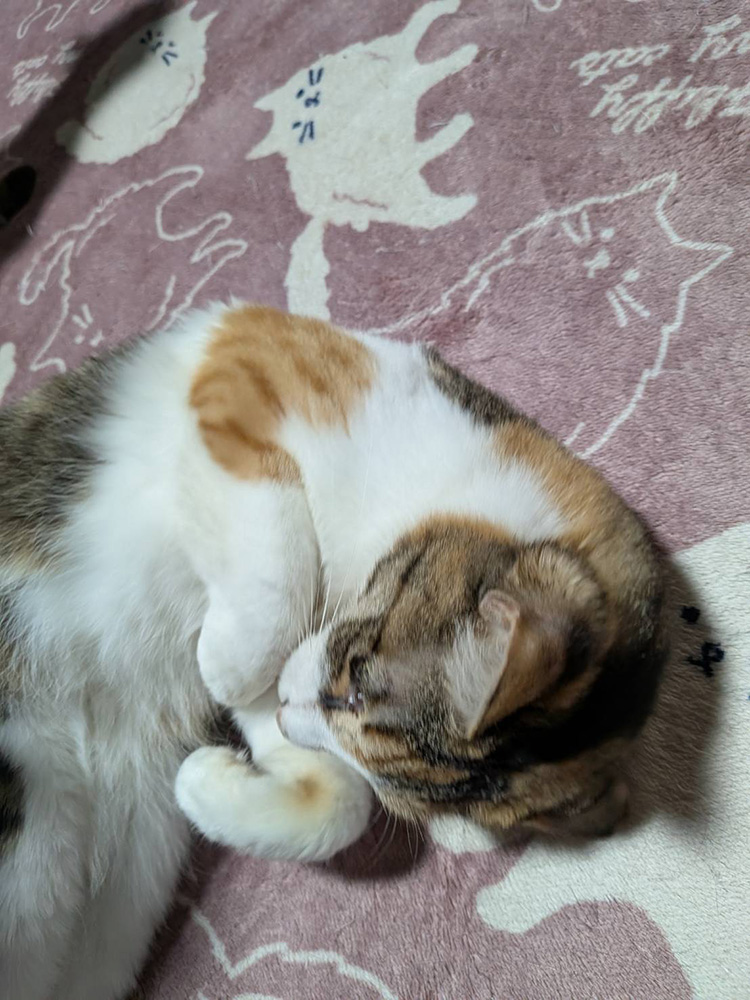 床でくつろいで甘えるレミちゃん