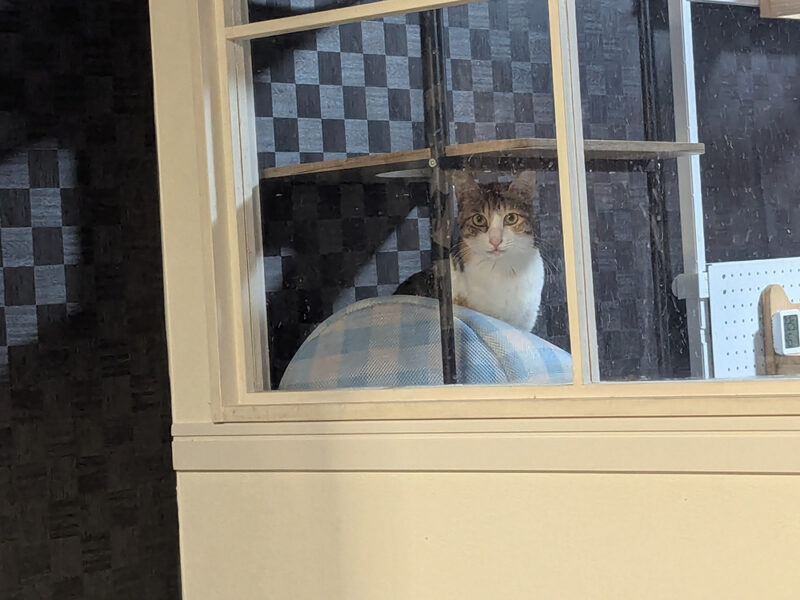 猫部屋から見守るレミちゃん