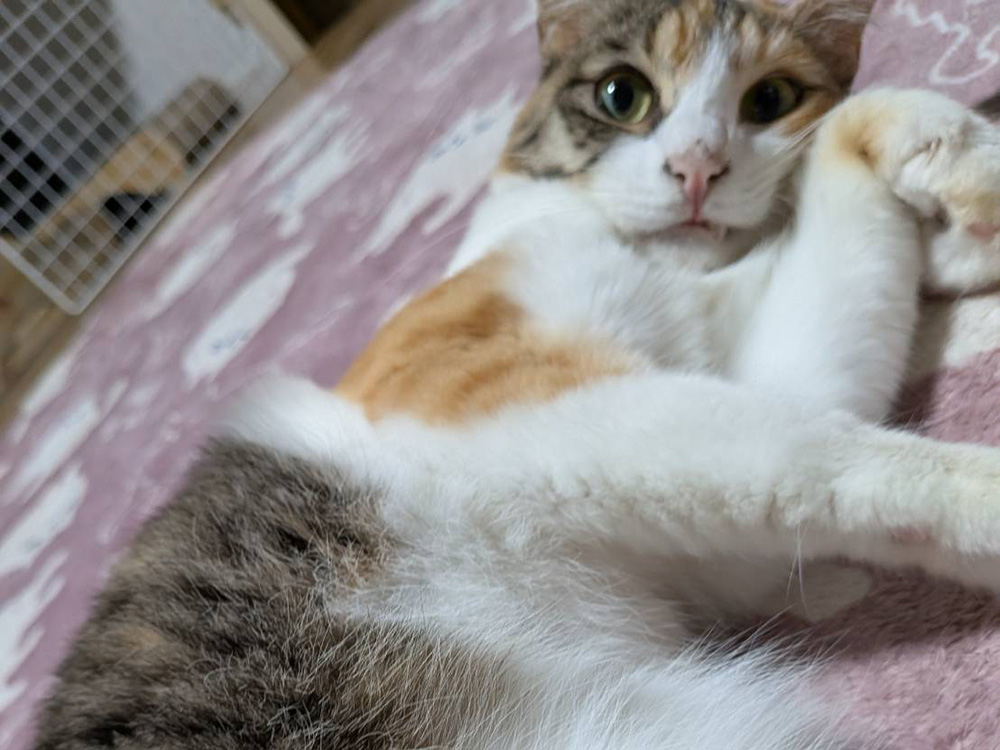床で甘えるレミちゃん